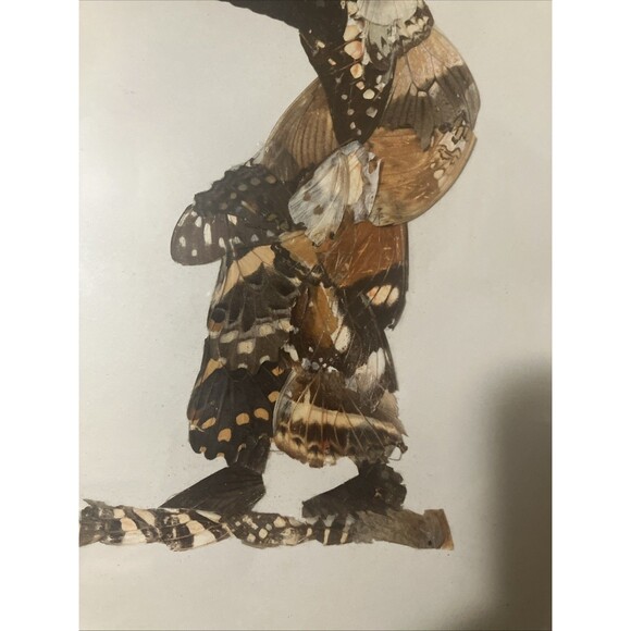 Two Vintage South African Framed Hand Crafted Butterfly Wing Art in Frames - Picture 8 of 16